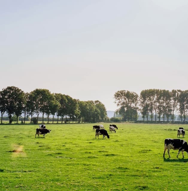 Head of Technology & Brand Designer