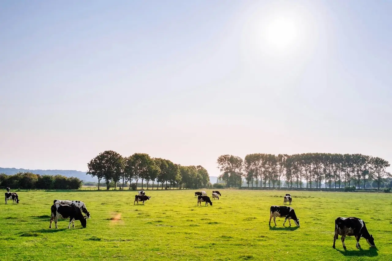 Vacas en el campo